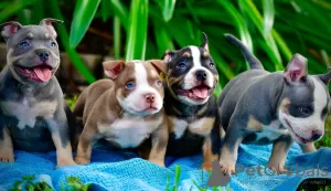 Zdjęcie №1. american bully - na sprzedaż w Dettenheim | negocjowane | Zapowiedź №52290