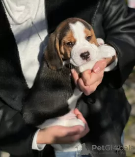 Dodatkowe zdjęcia: Sprzedam szczenięta rasy beagle.