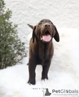 Zdjęcie №2 do zapowiedźy № 99569 na sprzedaż  labrador retriever - wkupić się Niemcy prywatne ogłoszenie, od żłobka, ze schronu