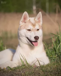 Dodatkowe zdjęcia: Na sprzedaż bardzo piękna hodowana dziewczynka SIBERIAN HUSKEY