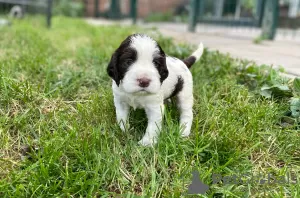 Zdjęcie №2 do zapowiedźy № 57517 na sprzedaż  springer spaniel angielski - wkupić się Słowacja hodowca