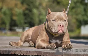 Zdjęcie №1. american bully - na sprzedaż w Rostów nad Donem | negocjowane | Zapowiedź №10861