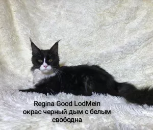 Zdjęcie №3. Maine Coon. Federacja Rosyjska