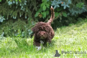 Dodatkowe zdjęcia: Szczenięta Lagotto Romagnolo