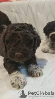 Dodatkowe zdjęcia: Szczeniaki Lagotto Romagnolo