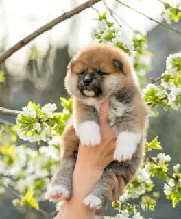 Dodatkowe zdjęcia: Szczeniaki Akita inu