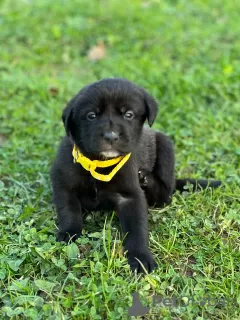 Dodatkowe zdjęcia: Szczenięta labradora (rasa mieszana)