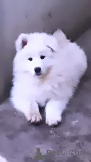 Zdjęcie №3. Szczenięta samoyeda. Rumunia