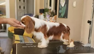 Dodatkowe zdjęcia: Sprzedam Cavalier King Charles Spaniel, samce