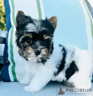 Zdjęcie №1. yorkshire terrier - na sprzedaż w Florida | 1585zł | Zapowiedź №127302