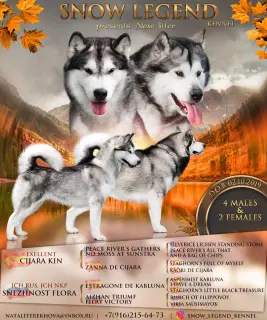 Zdjęcie №1. alaskan malamute - na sprzedaż w Москва | Negocjowane | Zapowiedź №4925