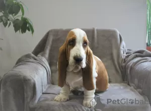 Zdjęcie №3. Basset Hound. Federacja Rosyjska