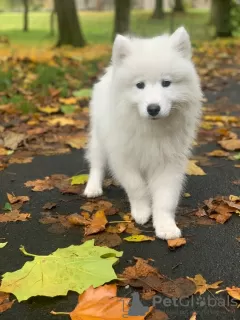 Zdjęcie №3. Niesamowite szczenięta samoyed. Litwa