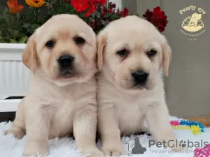 Dodatkowe zdjęcia: Labrador retriever szczenięta