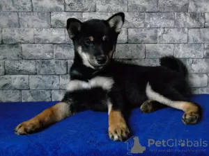 Zdjęcie №3. Szczeniaki Shiba Inu (Shiba Inu). Ukraina