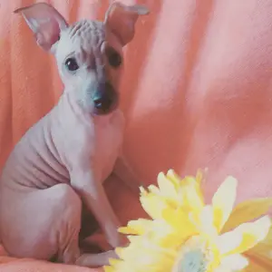 Zdjęcie №2 do zapowiedźy № 3886 na sprzedaż  american hairless terrier - wkupić się Łotwa hodowca