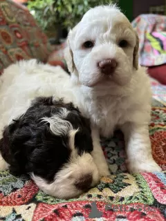 Dodatkowe zdjęcia: Lagotto romagnolo szczenięta