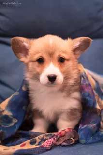 Dodatkowe zdjęcia: Szczeniaczki Welsh Corgi Pembroke