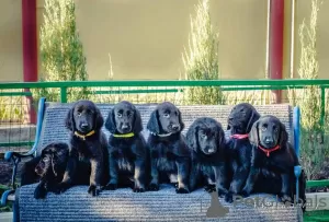 Zdjęcie №1. flat coated retriever - na sprzedaż w Mariupol | negocjowane | Zapowiedź №10798