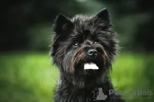 Zdjęcie №2 do zapowiedźy № 33353 na sprzedaż  cairn terrier - wkupić się Litwa hodowca