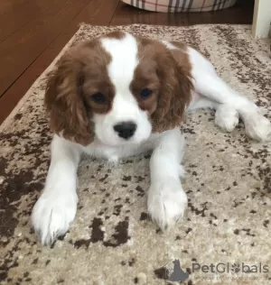 Zdjęcie №3. Szczenięta Cavalier King Charles Spaniel. Federacja Rosyjska