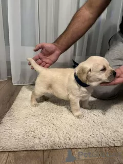 Zdjęcie №3. Labrador Retriever, piękne szczenięta. Serbia