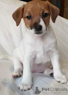 Zdjęcie №1. jack russell terrier - na sprzedaż w Petersburg | 1548zł | Zapowiedź №9395