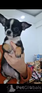 Dodatkowe zdjęcia: Mini Chihuahua