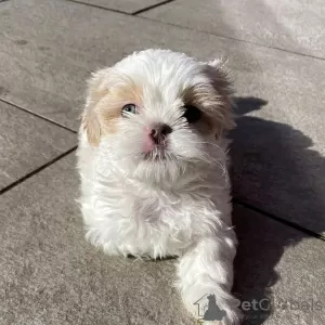 Zdjęcie №2 do zapowiedźy № 99692 na sprzedaż  shih tzu - wkupić się USA prywatne ogłoszenie, od żłobka, ze schronu