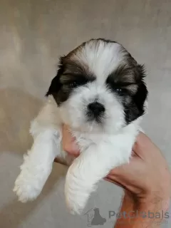 Zdjęcie №3. Shih Tzu. Łotwa