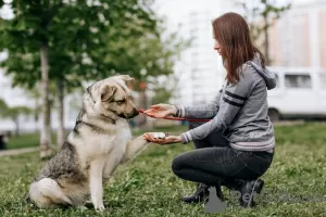 Dodatkowe zdjęcia: Miś Bailey szuka domu!