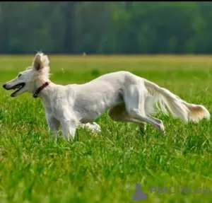 Dodatkowe zdjęcia: Szczenięta saluki, suczki i samce