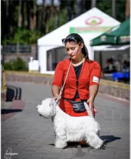 Dodatkowe zdjęcia: Szczenięta West Highland White Terrier