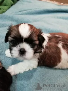 Zdjęcie №3. Rasowe szczenięta Shih Tzu.. Litwa