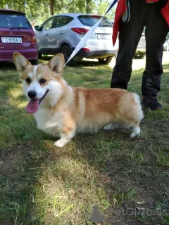 Zdjęcie №4. Sprzedam welsh corgi w Mińsk. od żłobka, hodowca - cena - 6817zł