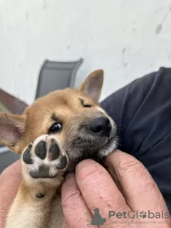 Dodatkowe zdjęcia: Szczenięta Shiba Inu