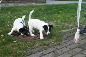 Dodatkowe zdjęcia: Szczeniak Jack Russell Terrier