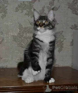 Dodatkowe zdjęcia: Polidaktyl Maine Coon