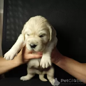 Dodatkowe zdjęcia: Szczenięta golden retrievera