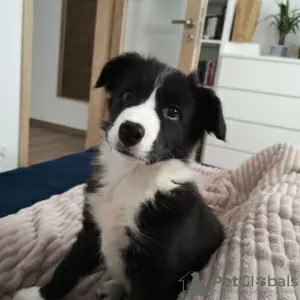 Zdjęcie №2 do zapowiedźy № 78830 na sprzedaż  border collie - wkupić się Szwecja prywatne ogłoszenie