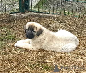 Zdjęcie №3. Tureckie szczenięta Kangal. Ukraina