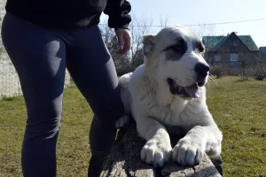 Dodatkowe zdjęcia: Sprzedaż szczeniąt owczarka środkowoazjatyckiego (Alabai).