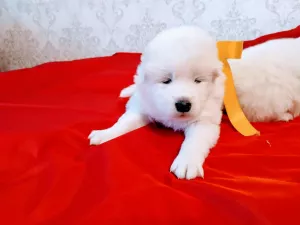 Dodatkowe zdjęcia: sprzedam szczenięta Samoyed