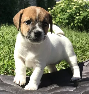 Zdjęcie №2 do zapowiedźy № 7015 na sprzedaż  jack russell terrier - wkupić się Federacja Rosyjska prywatne ogłoszenie