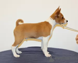 Dodatkowe zdjęcia: Puppy Basenji FCI