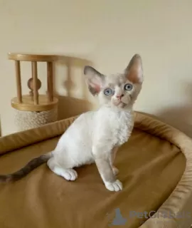 Zdjęcie №1. devon rex - na sprzedaż w Herne | 1465zł | Zapowiedź № 113146