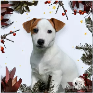 Zdjęcie №1. jack russell terrier - na sprzedaż w Mińsk | 897zł | Zapowiedź №30702