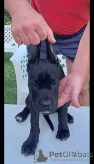 Zdjęcie №3. Cane Corso szczenięta na sprzedaż. Serbia