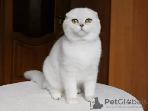 Zdjęcie №4. Sprzedam scottish fold w Kamenskoe. od żłobka, hodowca - cena - 2292zł