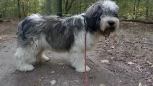 Zdjęcie №3. Puppy Szczenię Polski Owczarek Nizinny - Polish Lowland Sheepdog FCI. Polska